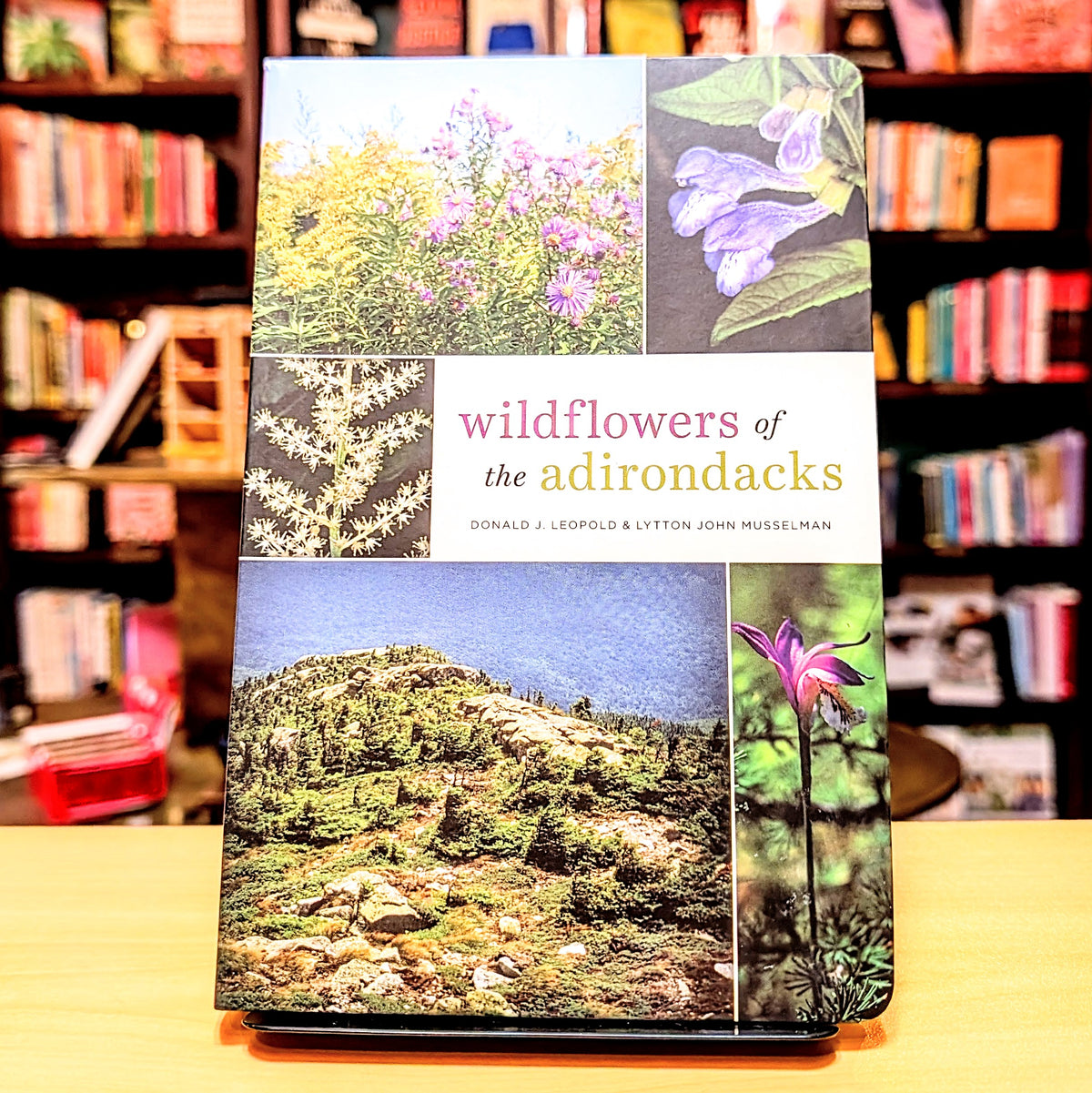 Wildflowers of the Adirondacks