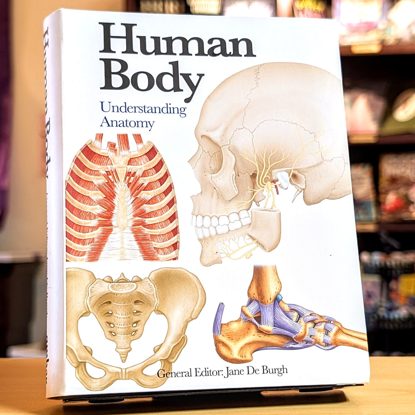 Human Body: Understanding Anatomy
